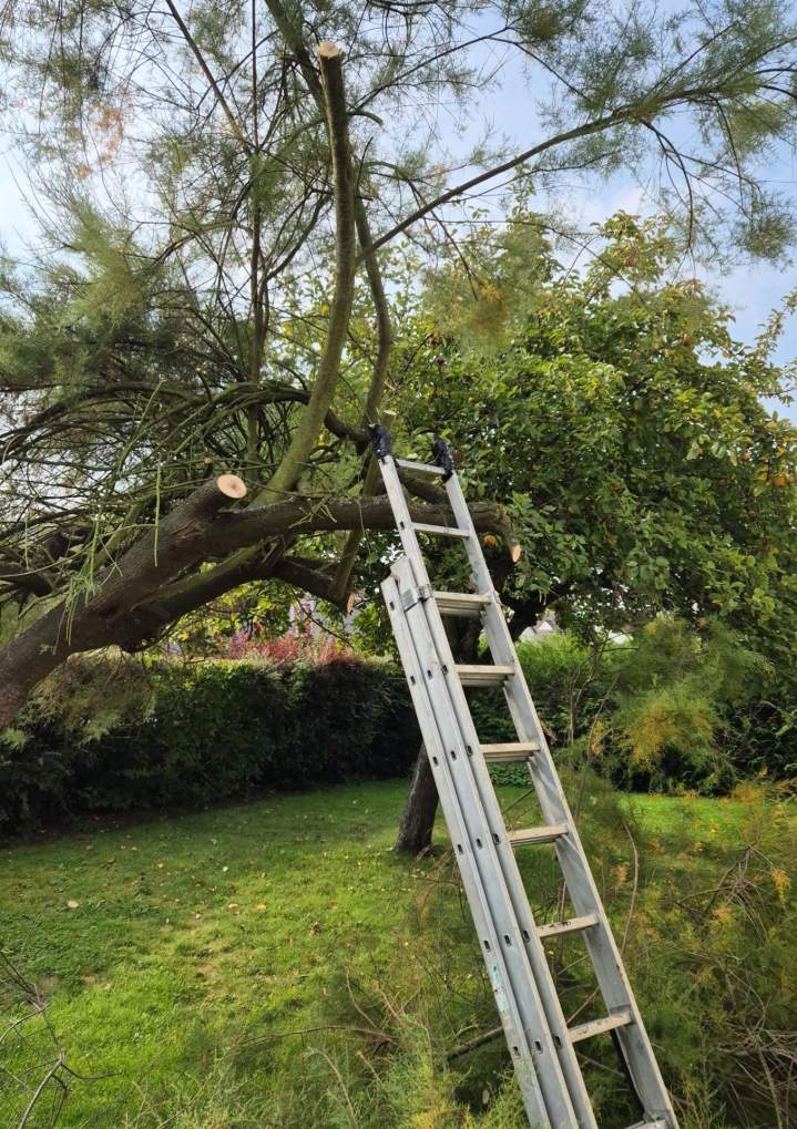 Travaux d'élagage Nancy